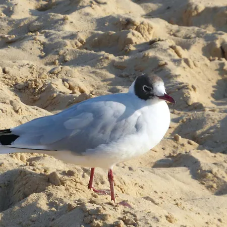 Quartier Hohe Geest 7 Apartament